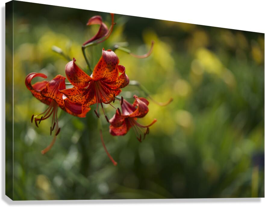Tiger Lilies Canvas Print