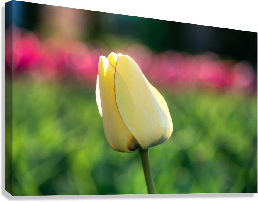 Precious Canvas Print