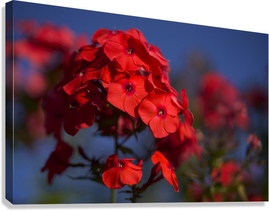 Pretty in Red Canvas Print