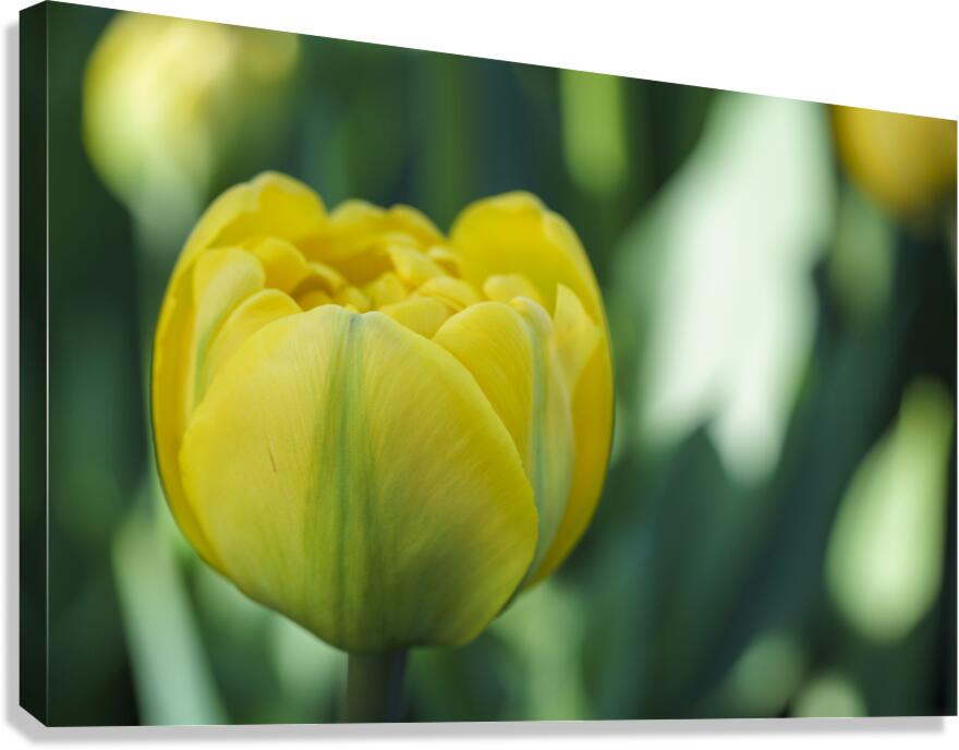 Pretty in Yellow Canvas Print