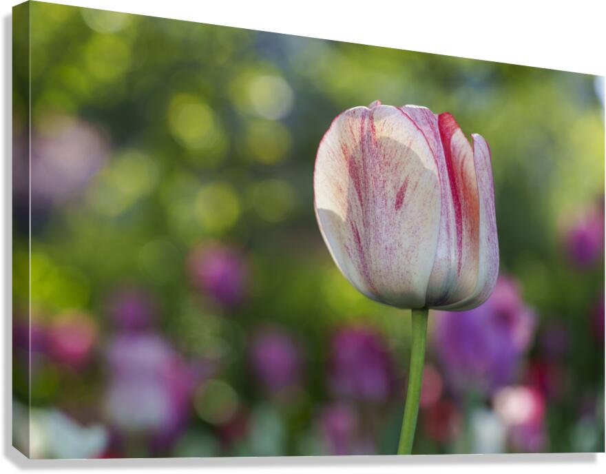 Looking Good Canvas Print