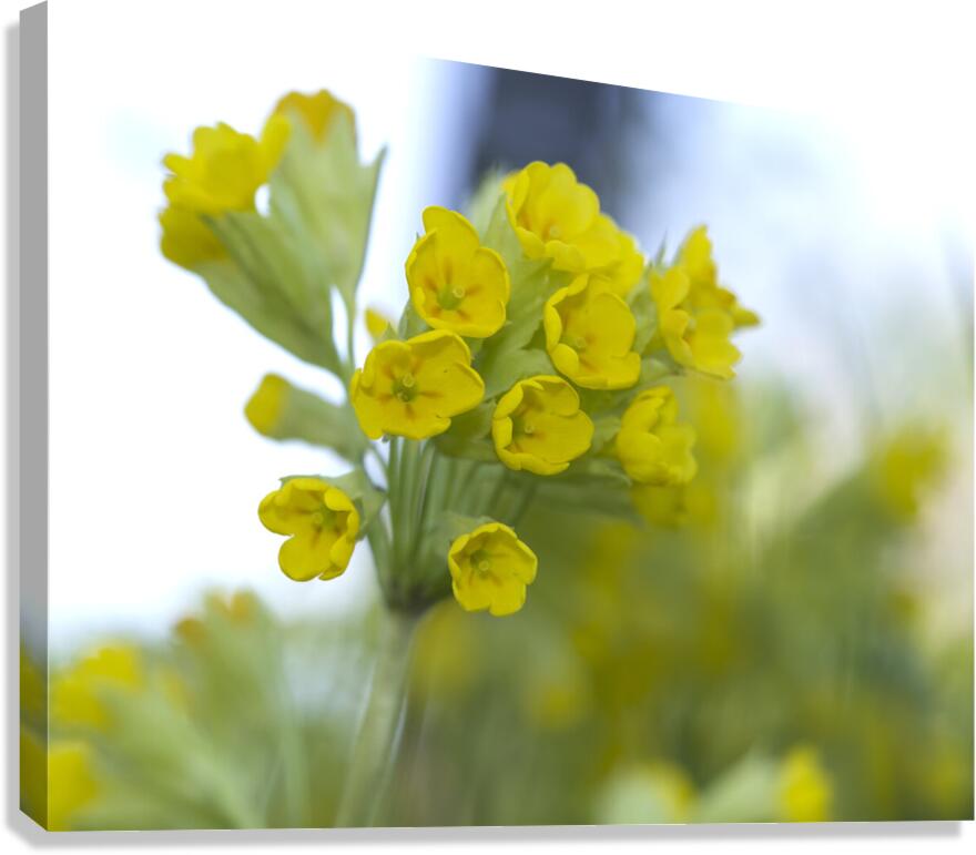 Mes Jolies Canvas Print