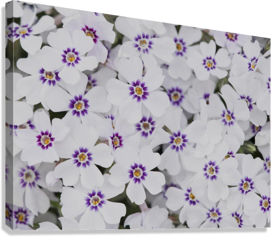 Little Darlings Canvas Print