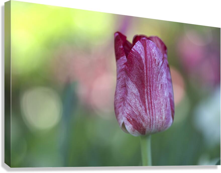 My Darling Canvas Print