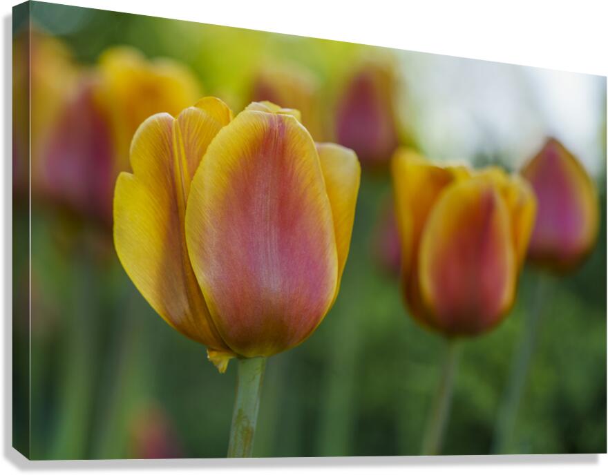 Siblings Canvas Print