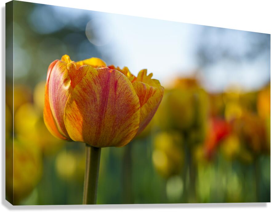 Falling for You Canvas Print