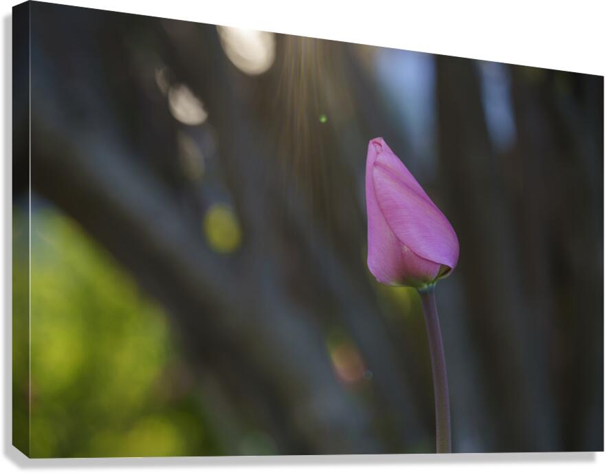 Good Energy Canvas Print