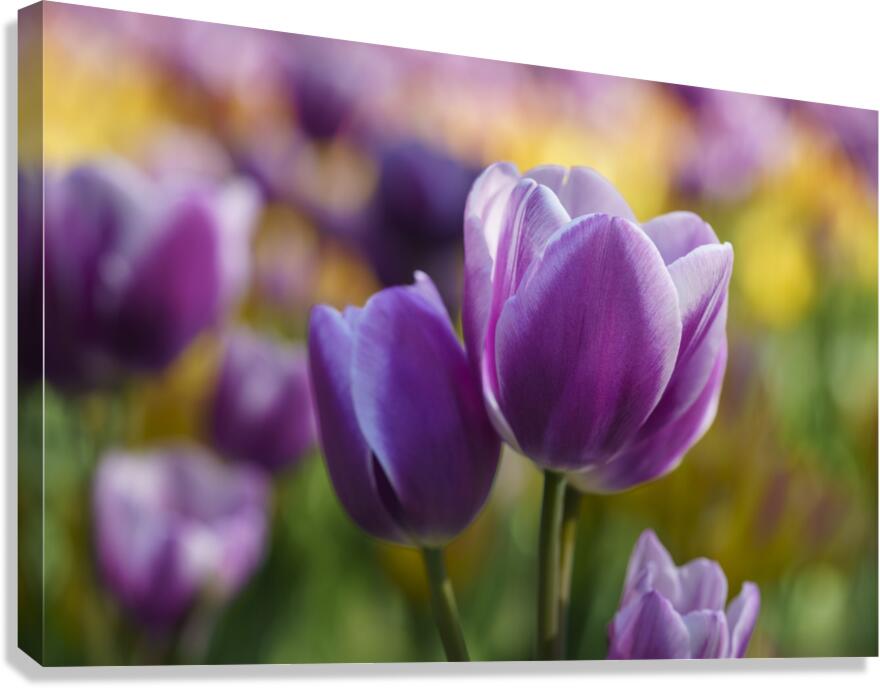 A Touch of Purple Canvas Print