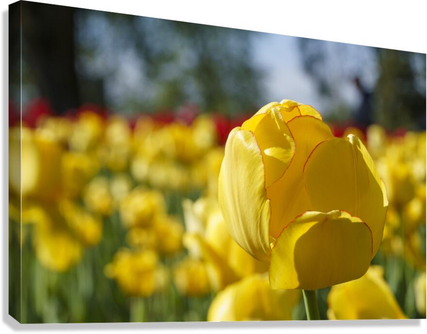 Amongst Others Canvas Print