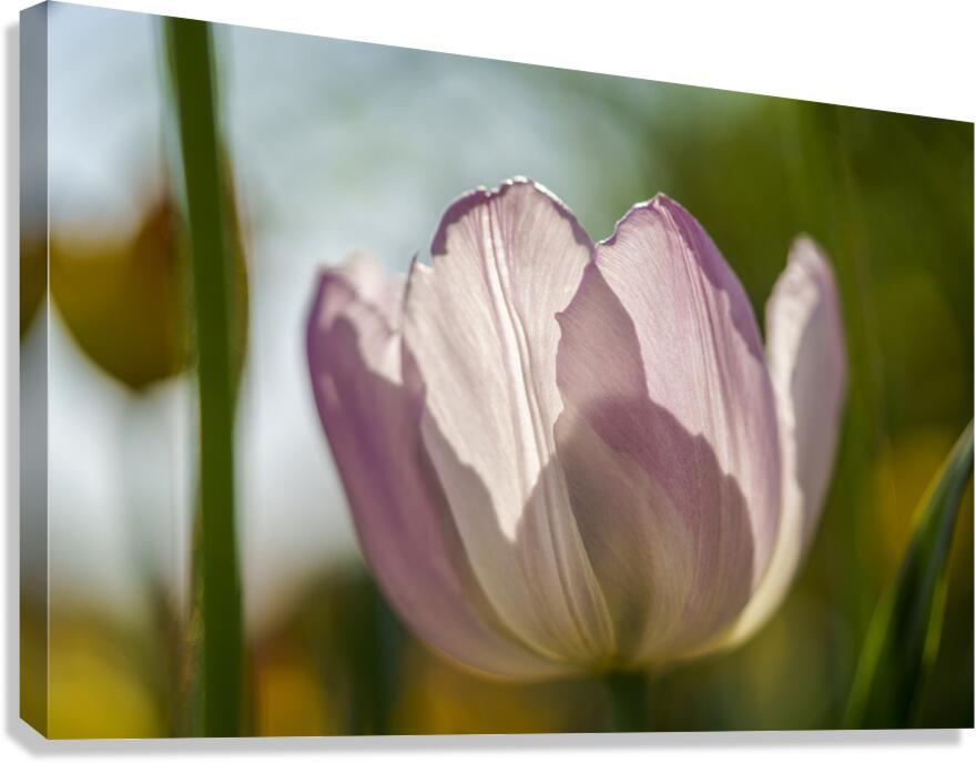 The Glowy One Canvas Print