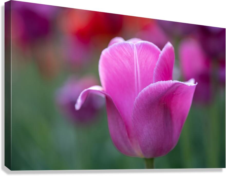 Pretty as a Tulip Canvas Print