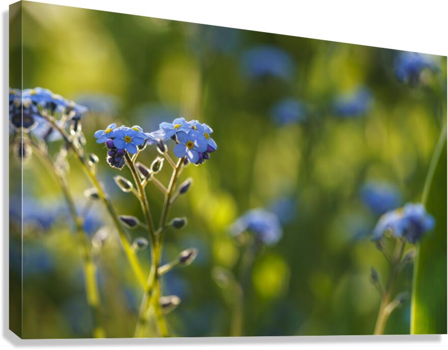 Happy Day Canvas Print
