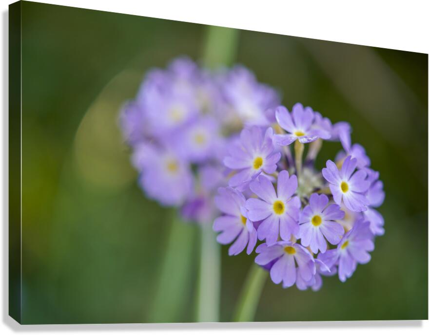 Drumsticks Canvas Print