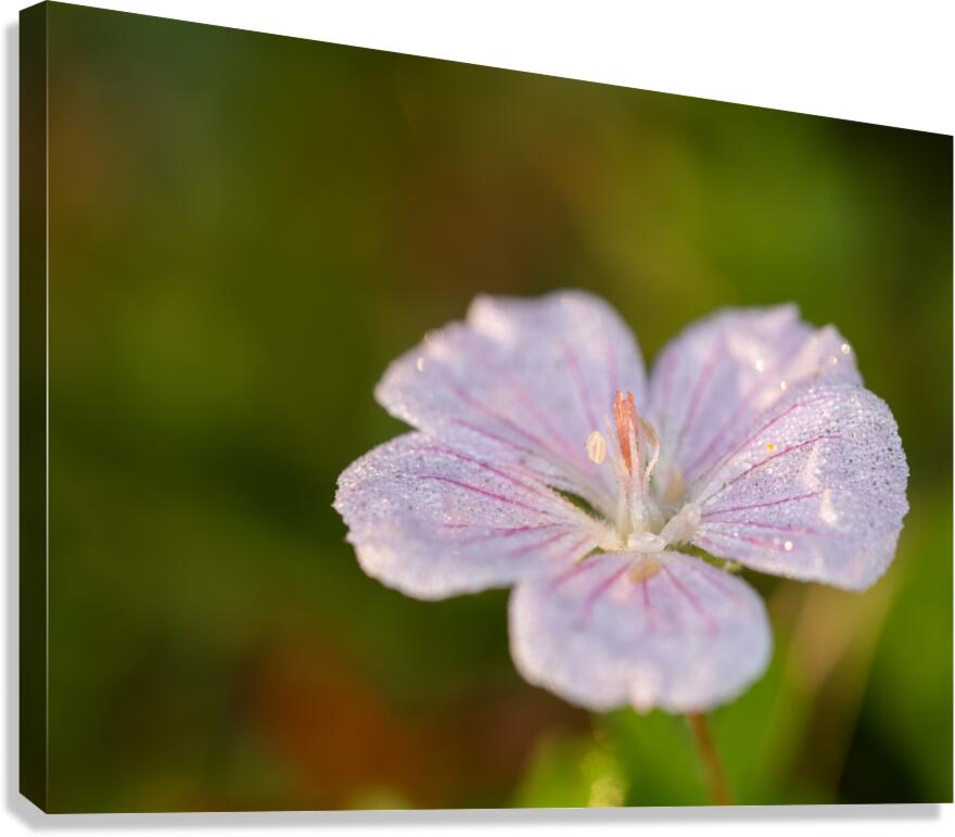 Pretty Pretty Canvas Print