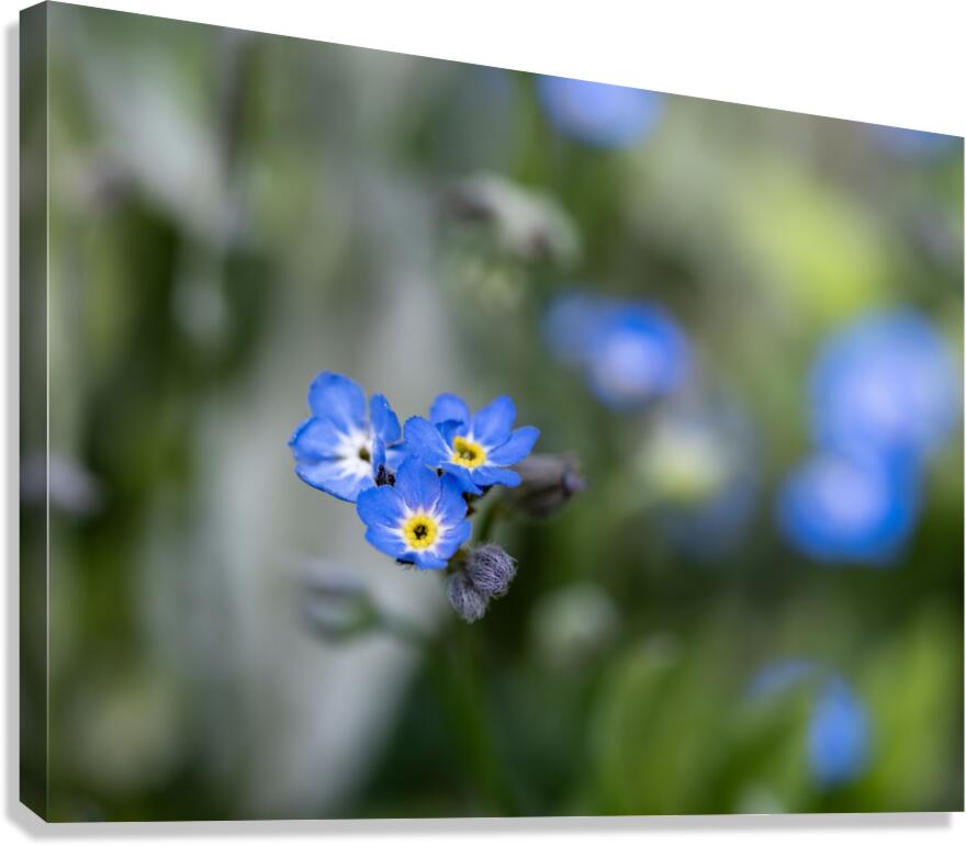 Beauties in Blue Canvas Print