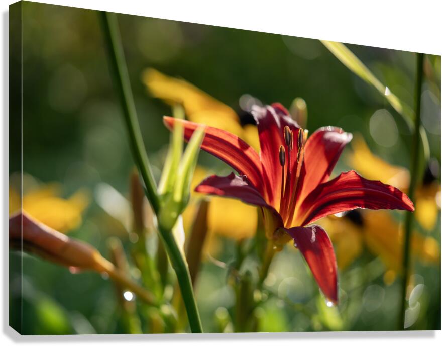 In the Field Canvas Print