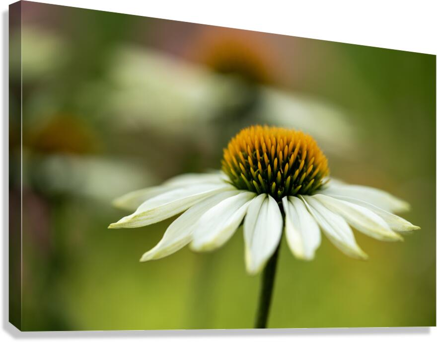 White Swan Canvas Print