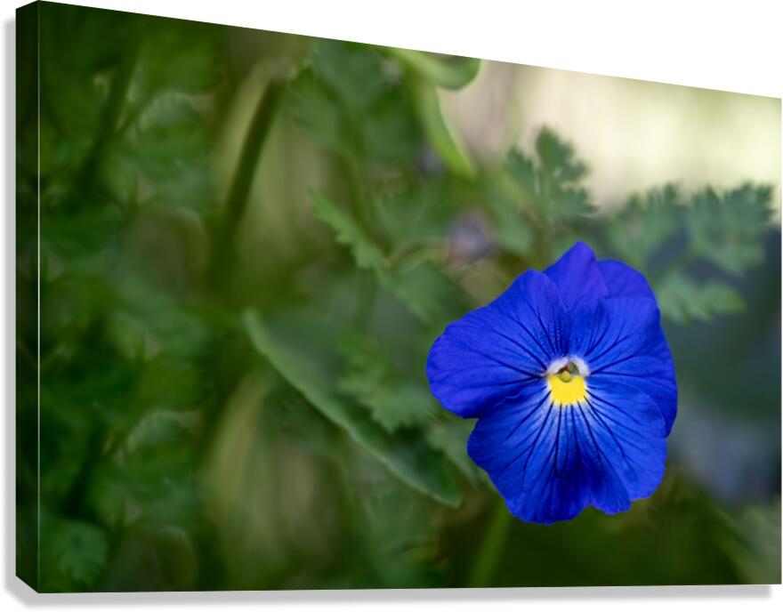 Velvety Blue Canvas Print