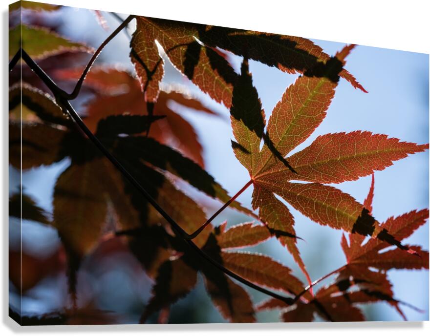 Striking Leaves Canvas Print