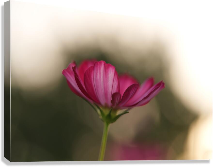 Dreamy State Canvas Print