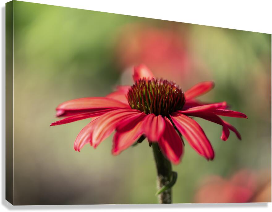 Simply Red Canvas Print