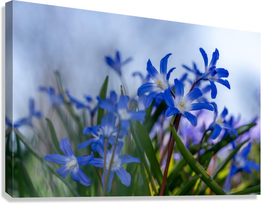 Little Blue Bulbs Canvas Print