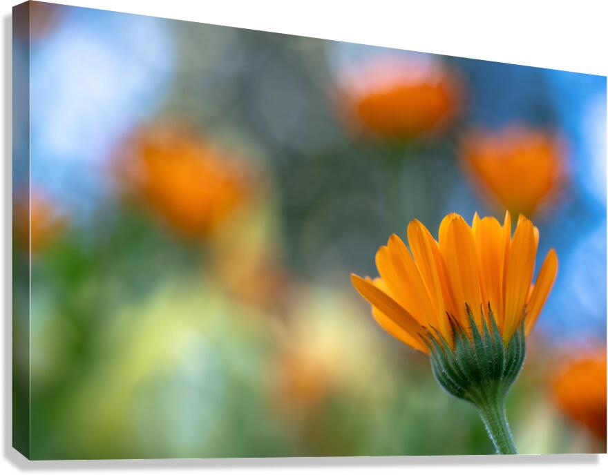 Foreground Canvas Print