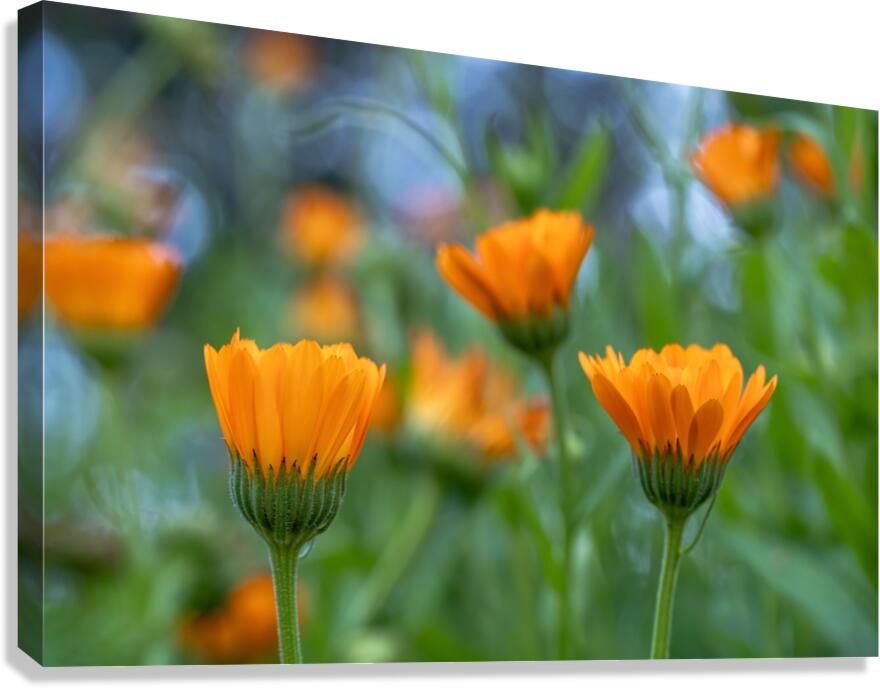 Pot Marigolds Canvas Print