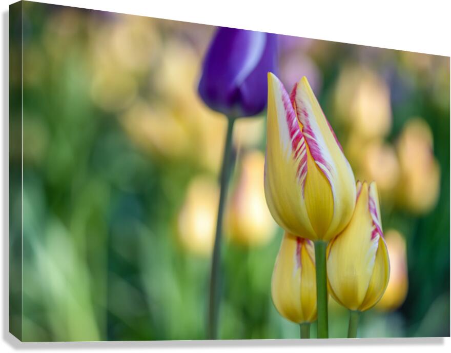 Sunlit Serendipity Canvas Print