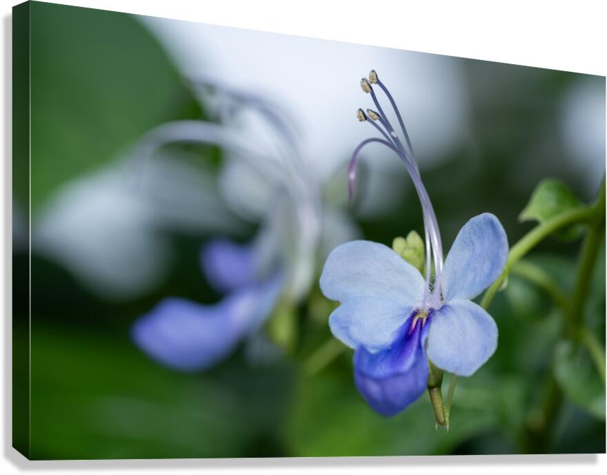 Beetle Killer Canvas Print