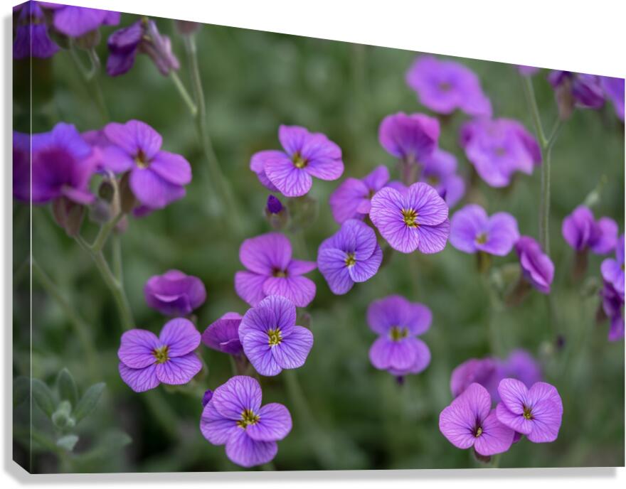 Lilacbush Canvas Print