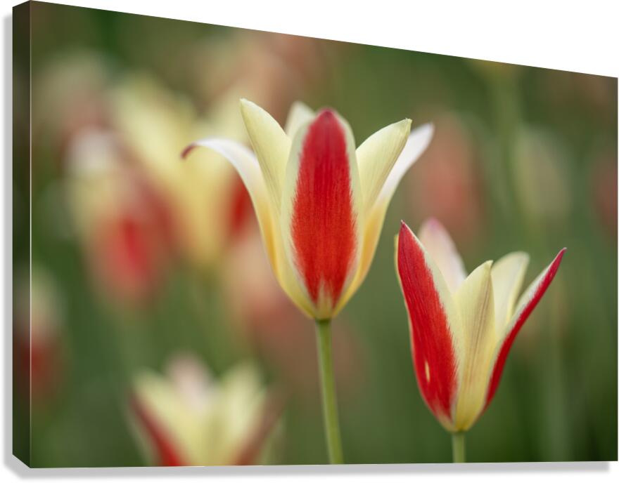 Tranquil Tulips Canvas Print