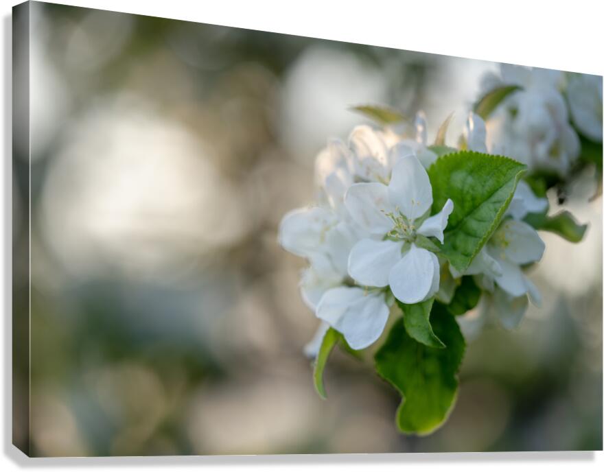 Whispering Blooms Canvas Print