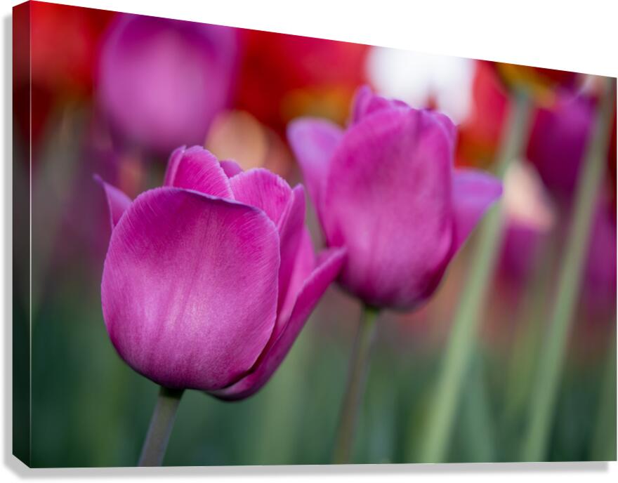 Bubblegum Bloom Bliss Canvas Print