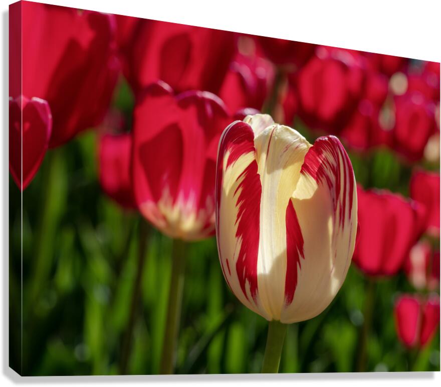 Petal Perfection Canvas Print