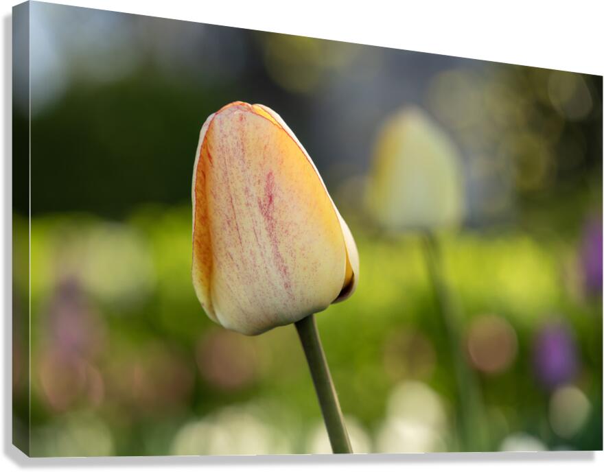 Yellow Tulip in the Field Canvas Print