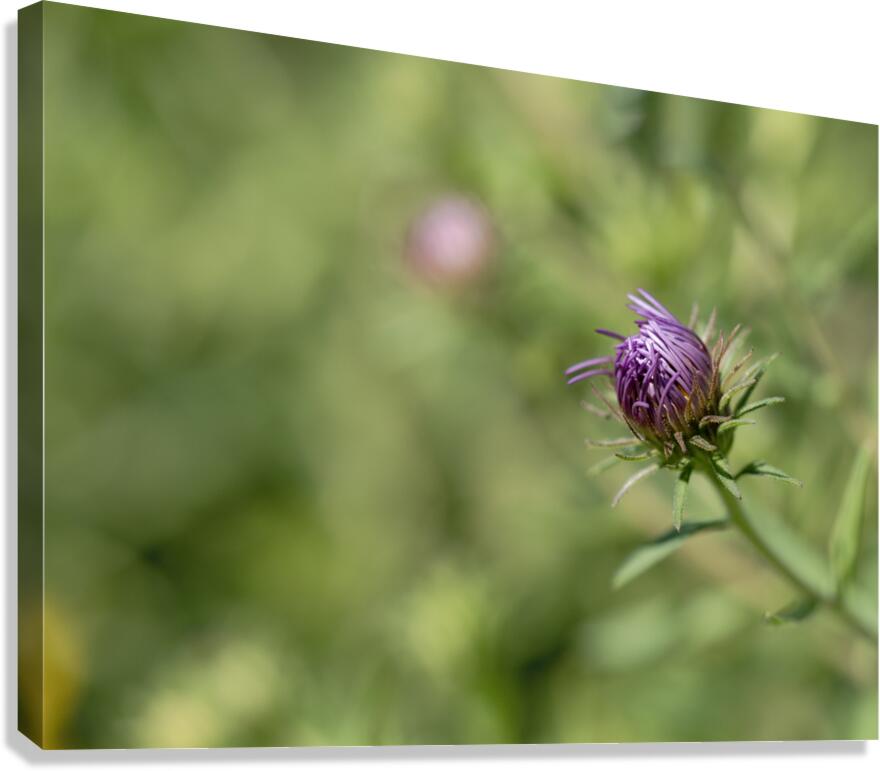 Aster Bud Canvas Print