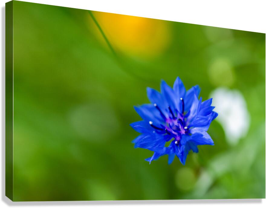 Celestial Elegance Canvas Print