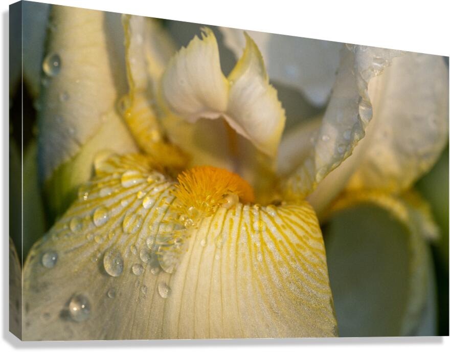 Dreamy Iris Canvas Print