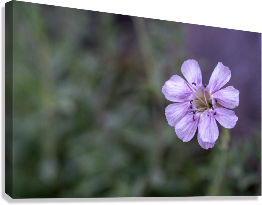 Mauve Melody Canvas Print