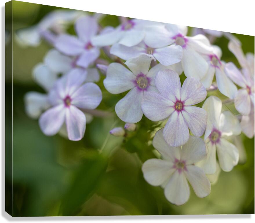 Mellow Melody Canvas Print