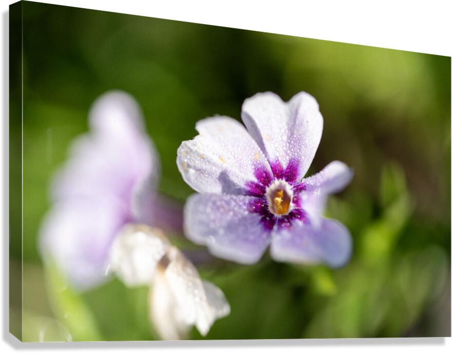 Scarlet Pimpernel Canvas Print