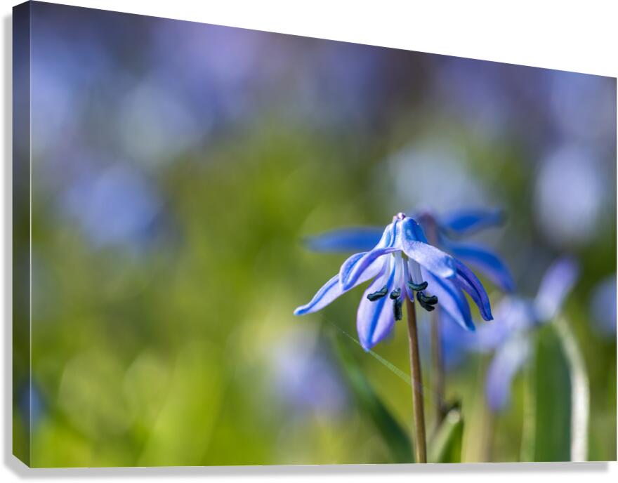 Blue Umbrella Canvas Print