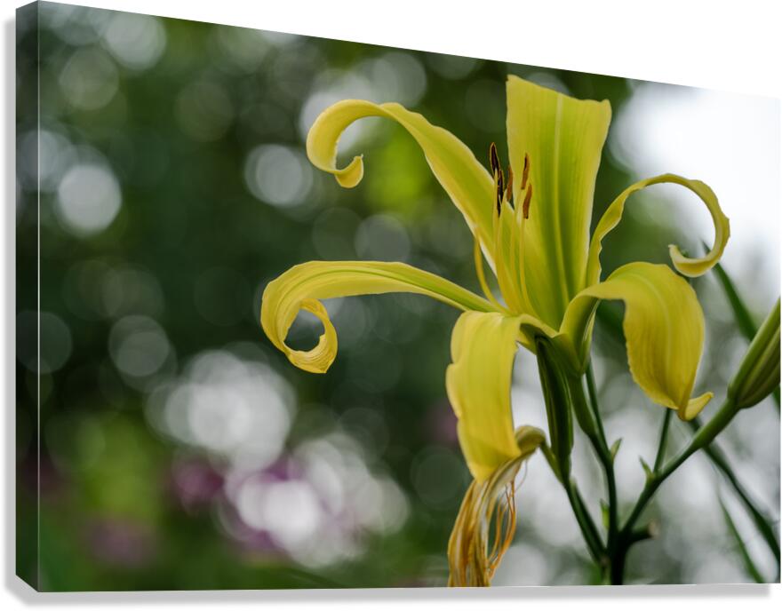 Call Me Lily Canvas Print