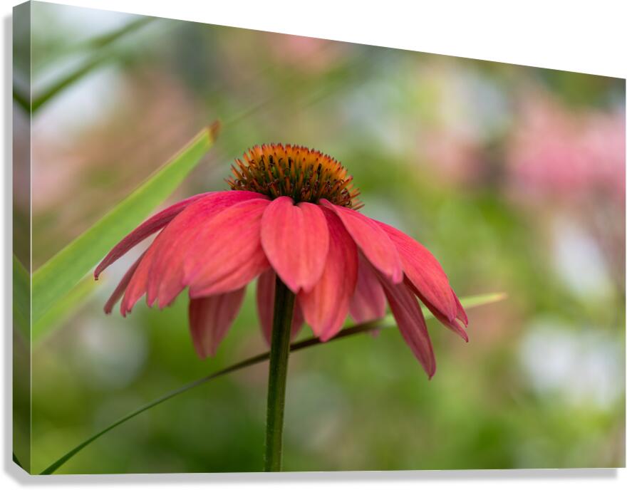 Cool One Canvas Print