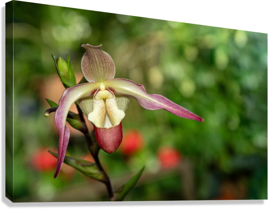 Call Me Willie Canvas Print