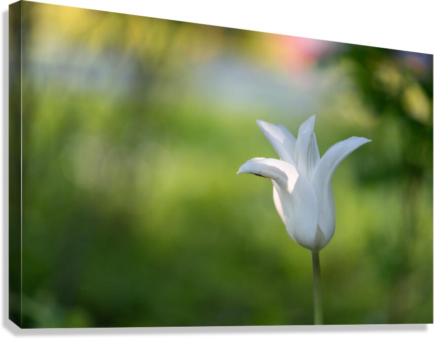 Dear Friend Canvas Print