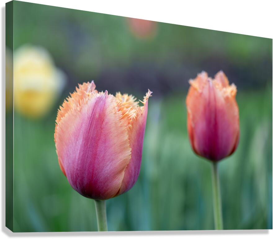 Eyecatching Ones Canvas Print