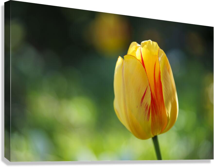 In the Foreground Canvas Print