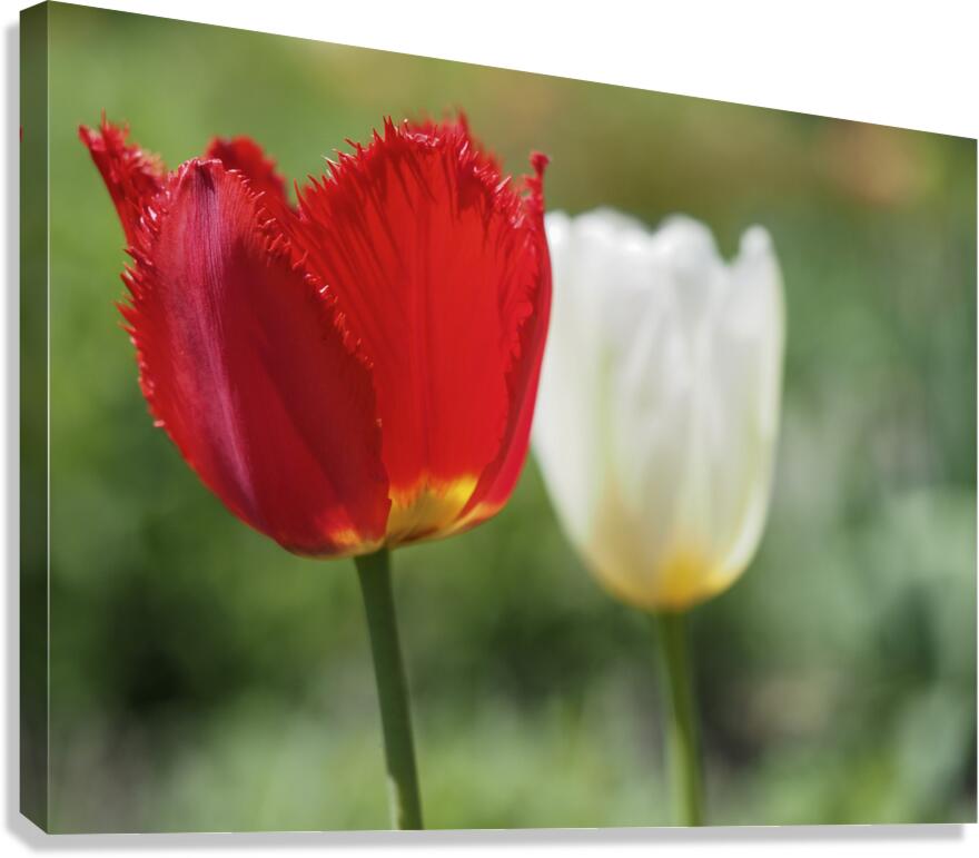 I Choose Red Canvas Print